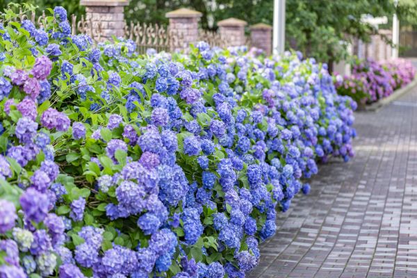 Hydrangea Landscaping in Cordova