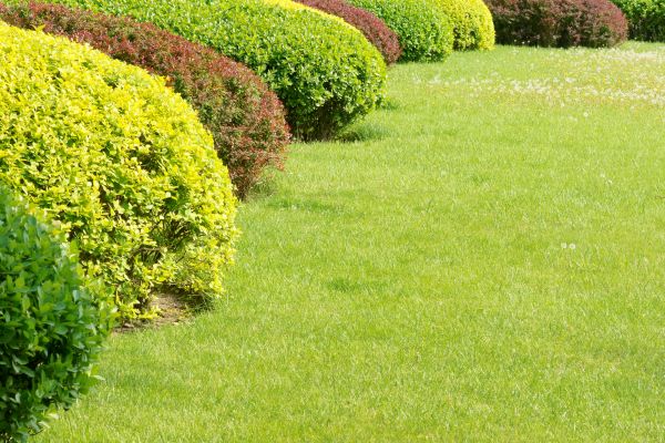 Shrubbery Planting in Cordova