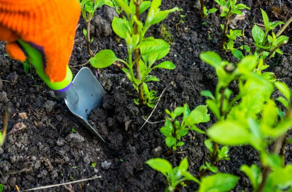 Hydrangea Planting in Cordova