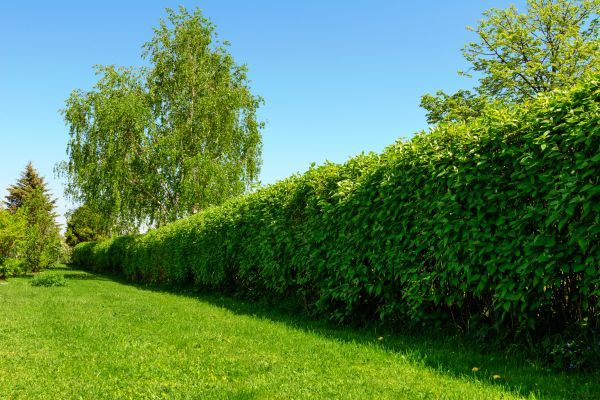 Hedge Replacement in Cordova