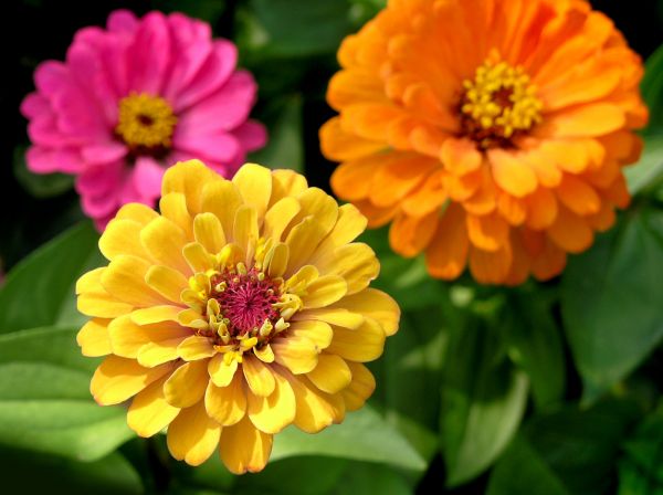 Zinnia Planting in Cordova