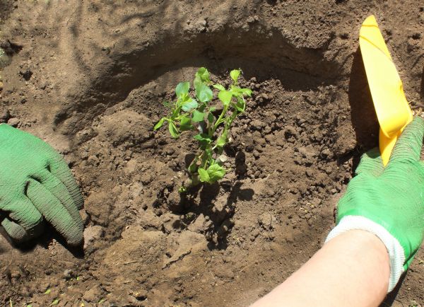 Rose Bush Planting in Cordova