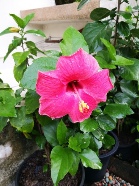 Hibiscus Planting in Cordova