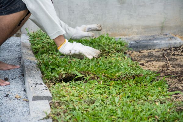 Ground Cover Planting in Cordova
