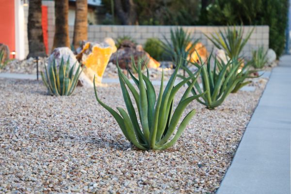 Drought Resistant Landscaping in Cordova