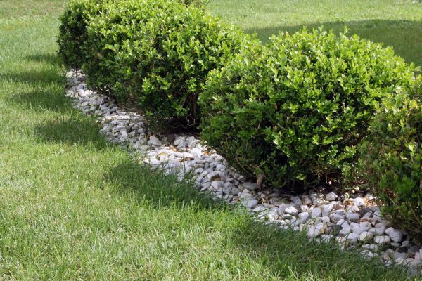 Boxwood Planting in Cordova