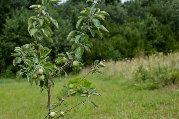 Apple Tree Planting in Cordova