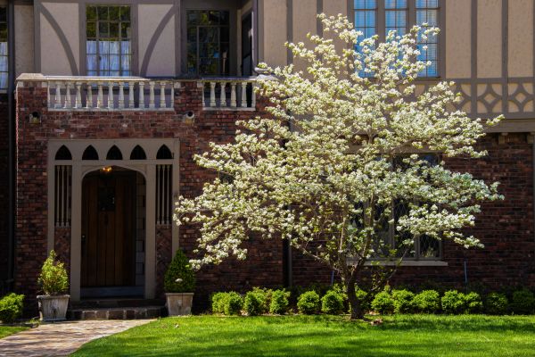 Dogwood Tree Planting in Cordova